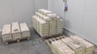 واردات و فروش تخم مرغ نطفه دار | شرکت بازرگانی آریا ساویس